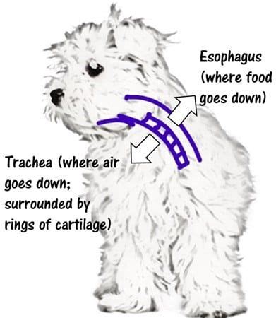 spoiled maltese|maltese collapsed trachea symptoms.